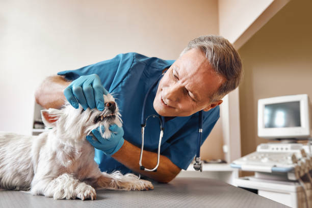 Best 24-Hour Emergency Dentist in Four Cners, OR